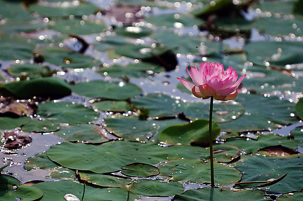 포토 JPG 해외이미지 식물 계절 꽃잎 꽃 분홍색 꽃무늬 자연 연꽃 사람없음 야외 초록색 물 여름 뷰티 정원 봄 들꽃 벚꽃 꽃술 연못 개화 황무지 보케 꽃수술 떠남 이국적 해외포토 자연요소 컬러 무늬 모션 생태계 파일형식 이미지허브