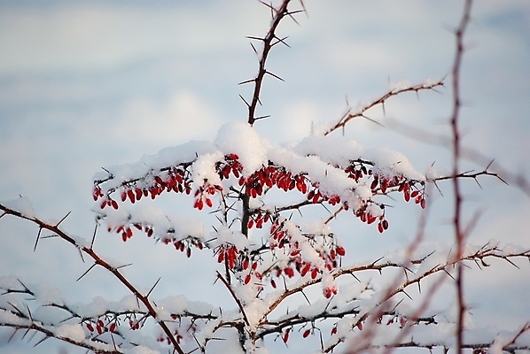 포토 JPG 해외이미지 식물 열매 음식 과일 자연 사람없음 뷰티 정원 냉동 얼음 추위 성장 나뭇가지 보호 숲 원예 서리 해외포토 자연요소 나무 컨셉 취미 생태계 파일형식 이미지허브