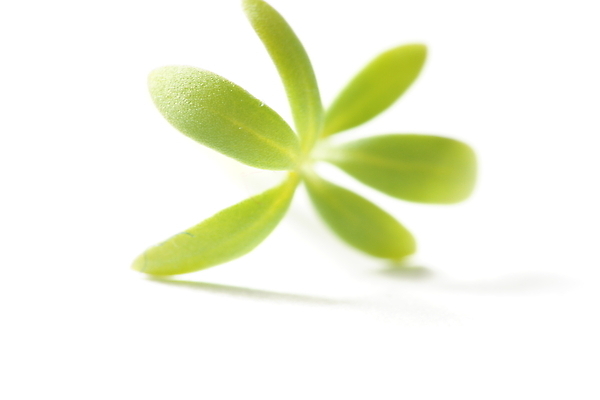 포토 JPG 해외이미지 식물 백그라운드 사람없음 초록색 흰색 향신료 해외포토 컬러 향미료 파일형식 이미지허브