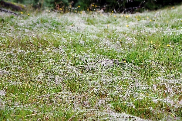 포토 JPG 해외이미지 식물 백그라운드 자연 아침 추상 잔디 사람없음 초록색 물 빛 반사 환경 봄 물방울 신선 닫기 떨어짐 보호 이슬 유기농 분무기 밀짚 내추럴 민물 해외포토 주간 자연요소 웰빙 계절 컬러 컨셉 무늬 모션 짚 생태계 파일형식 이미지허브