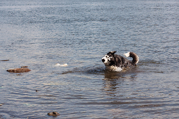 포토 JPG 해외이미지 동물 1 응시 호수 파도 사람없음 가로 물 강 햇빛 맑음 검은색 회색 젖음 바위 흰색 연못 뱀 개 꼬리 사냥개 동물상 해외포토 자연요소 시선 바다 컬러 포유류 파충류 날씨 태양 조형물 돌_바위 파일형식 이미지허브