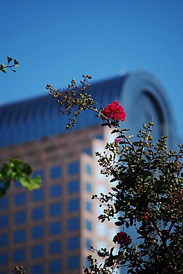 포토 JPG 해외이미지 꽃 백그라운드 잎 비즈니스 건축양식 창문 유리 하늘 거리 사람없음 야외 건물 장식 빨간색 세로 파란색 도시풍경 사무실 환경 벚꽃 나뭇가지 도시 센터 타운 반대 블러 해외포토 나무 식물 건축물 건축 컬러 재질 풍경 파일형식 이미지허브