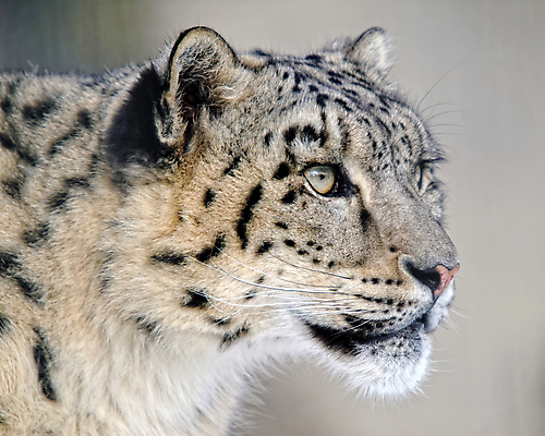 포토 JPG 해외이미지 동물 야생동물 자연 털 종류 사람없음 육식동물 표범 동물상 생태학 해외포토 교육 포유류 조형물 생태계 파일형식 이미지허브