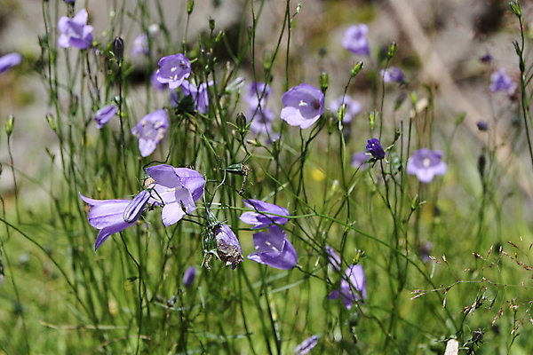 포토 JPG 해외이미지 식물 계절 꽃잎 꽃 백그라운드 꽃무늬 전구 자연 사람없음 야외 초록색 파란색 뷰티 봄 들꽃 성장 벚꽃 시골 신선 닫기 다발 묘사 원예 블루벨 해외포토 컬러 무늬 모션 취미 생태계 파일형식 이미지허브