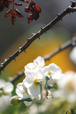 포토 JPG 해외이미지 꽃 사람없음 장미 흰색 죽음 개화 가시 옛날 국경 해외포토 식물 컬러 파일형식 이미지허브