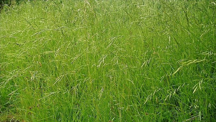 포토 JPG 해외이미지 백그라운드 패턴 자연 사람없음 초록색 모래사장 질감 해외포토 바다 컬러 무늬 생태계 파일형식 이미지허브