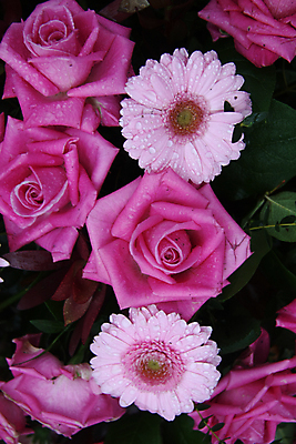 포토 JPG 해외이미지 식물 꽃잎 꽃 분홍색 잎 자연 사람없음 물 장미 젖음 물방울 닫기 빗방울 거베라 해외포토 자연요소 컬러 모션 비_날씨 생태계 파일형식 이미지허브