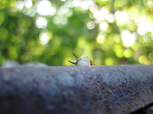 포토 JPG 해외이미지 사람없음 껍질 부식 탱크 촉수 해외포토 파일형식 이미지허브