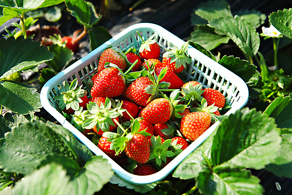 포토 JPG 해외이미지 잎 자연 딸기 근접촬영 사람없음 바구니 수확 신선 해외포토 식물 뷰포인트 농업 과일 생태계 파일형식 이미지허브