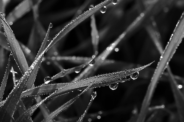 포토 JPG 해외이미지 흑백 사람없음 물방울 떨어짐 볏짚 밀짚 해외포토 컨셉 촬영기법 짚 파일형식 이미지허브