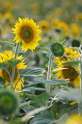 포토 JPG 해외이미지 식물 꽃잎 꽃 산업 문화 백그라운드 밭 농업 자연 해바라기 씨앗 풍경 초원 사람없음 야외 여름 농작물 태양 농장 농경지 노란색 환경 맑음 수확 성장 벚꽃 전원 시골 개화 기름 땅 강렬 밭일 많음 해외포토 자연요소 계절 음식 컬러 컨셉 날씨 전기에너지 생태계 파일형식 이미지허브