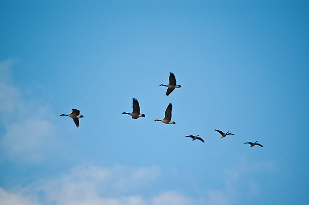 포토 JPG 해외이미지 야생동물 날개 자연 조류 하늘 사람없음 야외 거위 해외포토 동물 생태계 파일형식 이미지허브