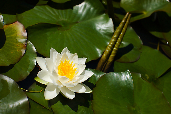 포토 JPG 해외이미지 식물 공원 꽃잎 꽃 호수 잎 자연 표면 사람없음 야외 가로 초록색 물 빛 강 뷰티 노란색 머리 평화 정원 침묵 봄 벚꽃 흰색 연못 개화 우아함 심볼 싱글 장면 해외포토 자연요소 계절 공공시설 컬러 컨셉 신체부위 소리 생태계 파일형식 이미지허브