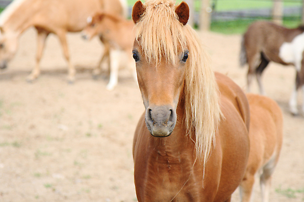 포토 JPG 해외이미지 밭 포유류 자연 하늘 사람없음 야외 초록색 파란색 머리 검은색 미니어처 시골 방목 꼬리 갈기 당나귀 망아지 고립 굴레 미니 해외포토 동물 새끼 컬러 농업 신체부위 모형 말_동물 축산업 생태계 파일형식 이미지허브