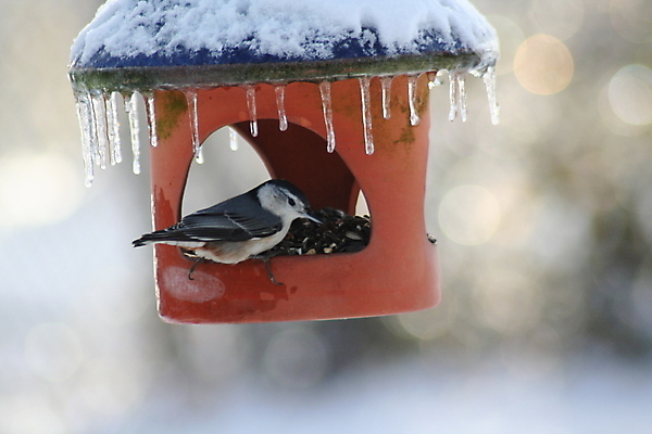 포토 JPG 해외이미지 겨울 자연 조류 씨앗 사람없음 회색 추위 도자기 고드름 해외포토 식물 동물 계절 컬러 얼음 생태계 파일형식 이미지허브