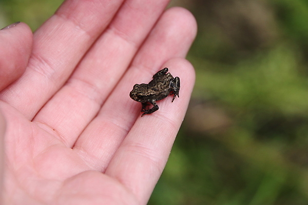 포토 JPG 해외이미지 손 손가락 개구리 사람없음 작음 해외포토 양서류 신체부위 크기 파일형식 이미지허브