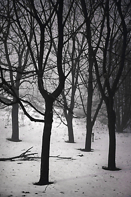 포토 JPG 해외이미지 나무 계절 공원 도로 길 겨울 자연 날씨 사람없음 야외 목재 파란색 빛 뷰티 걷기 냉동 얼음 검은색 어둠 침묵 황혼 추위 흰색 나뭇가지 시골 도시 시간 고독 야간 숲 신비 오솔길 12월 서리 장면 폭풍 멀리 눈보라 빛망울 1월 2월 해외포토 자연요소 식물 공공시설 감정 컬러 컨셉 재료 교통시설 모션 눈_날씨 소리 일몰 날짜 생태계 파일형식 이미지허브