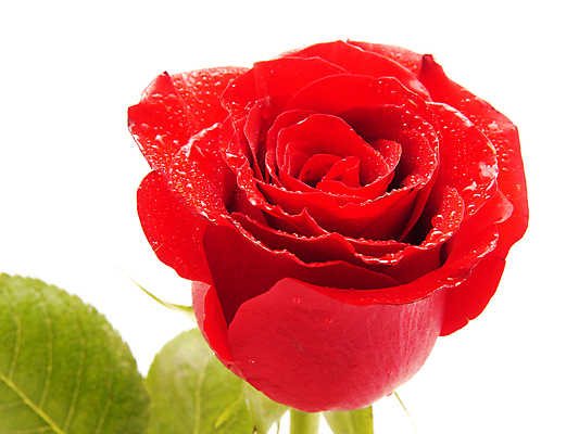 포토 JPG 해외이미지 식물 기념일 꽃잎 꽃 꽃다발 백그라운드 잎 꽃무늬 패턴 데이트 자연 휴가 발렌타인데이 선물 사랑 사람 이벤트 사람없음 빨간색 초록색 물 뷰티 장미 머리 젖음 벚꽃 흰색 축하 인사 신용카드 생일 가시 이슬 오브젝트 싱글 열정 개성 고립 완전 해외포토 자연요소 감정 컬러 컨셉 무늬 데이이벤트 신체부위 금융 예절 생태계 파일형식 이미지허브