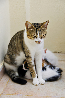 포토 JPG 해외이미지 동물 백그라운드 포유류 엄마 털 사람없음 반려동물 고양이 회색 아기 잠 작음 모피 거짓말 기르기 해외포토 컬러 가족 사람 크기 돌봄 파일형식 이미지허브