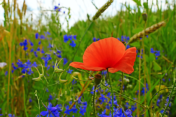 포토 JPG 해외이미지 식물 꽃잎 꽃 백그라운드 잎 밭 자연 씨앗 초원 사람없음 빨간색 초록색 여름 뷰티 머리 봄 들꽃 꽃술 시골 고독 밀 싱글 양귀비 해외포토 계절 감정 컬러 농업 곡류 신체부위 생태계 파일형식 이미지허브