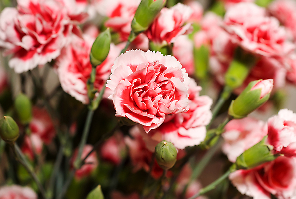 포토 JPG 해외이미지 꽃 사람없음 낭만 카네이션 해외포토 식물 컨셉 파일형식 이미지허브