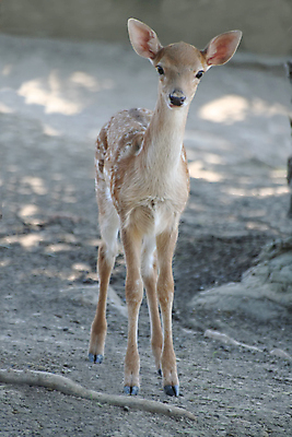 포토 JPG 해외이미지 주간 야생동물 새끼 사슴 사람없음 야외 숲 해외포토 자연요소 동물 포유류 파일형식 이미지허브