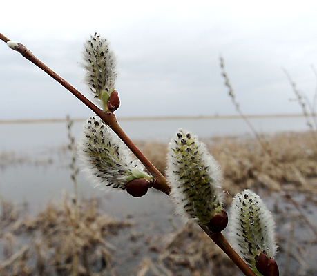 포토 JPG 해외이미지 호수 아침 풍경 사람없음 물 봄 나뭇가지 뜨개질 습지 허브 해외포토 주간 자연요소 나무 식물 계절 취미 파일형식 이미지허브