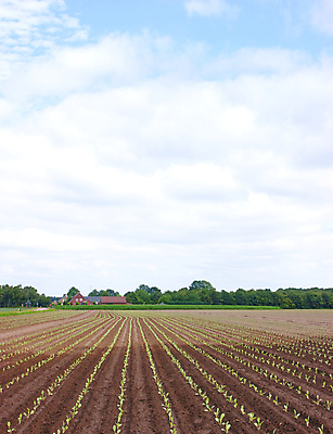 포토 JPG 해외이미지 식물 음식 밭 농업 자연 하늘 씨앗 사람없음 야외 초록색 농작물 농장 농경지 성장 시골 땅 유기농 장면 밭일 줄서기 수평선 해외포토 웰빙 산업 컬러 모션 생태계 파일형식 이미지허브