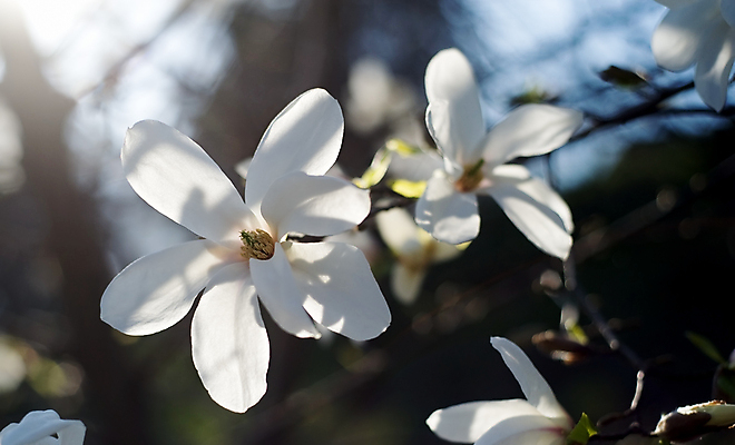 포토 JPG 해외이미지 나무 식물 꽃잎 꽃 아시아 잎 자연 파노라마 사람없음 장식 초록색 빛 햇빛 태양 뷰티 노란색 머리 정원 검은색 봄 추위 벚꽃 흰색 나뭇가지 오픈 영혼 우아함 보케 목련 단아함 블러 웅장함 회복 세련 해외포토 자연요소 계절 나라 컬러 컨셉 촬영기법 신체부위 생태계 파일형식 이미지허브