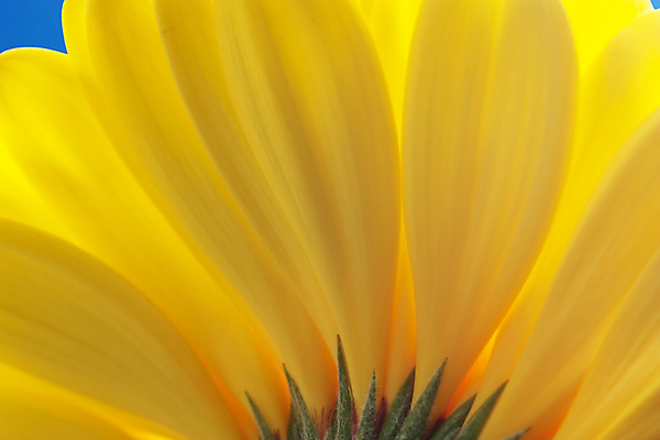 포토 JPG 해외이미지 주간 해바라기 근접촬영 사람없음 야외 해외포토 자연요소 꽃 뷰포인트 파일형식 이미지허브