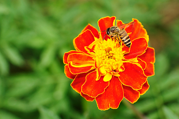 JPG EPS 해외이미지 클립아트 식물 꽃잎 꽃 줄기 곤충 백그라운드 꽃무늬 밭 일러스트 자연 하늘 경사 사람없음 빛 침묵 벚꽃 개화 수분 만화 데이지 꿀 망사 내추럴 꽃수술 캐모마일 해외일러스트 해외포토 포토 동물 무늬 농업 소리 직물 허브 생태계 파일형식 벡터 이미지허브
