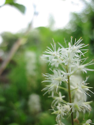 포토 JPG 해외이미지 꽃 사람없음 노란색 흰색 꽃수술 해외포토 식물 컬러 파일형식 이미지허브