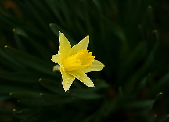 포토 JPG 해외이미지 식물 계절 꽃 잎 겨울 자연 사람없음 야외 초록색 물 노란색 빗방울 수선화 해외포토 자연요소 컬러 비_날씨 생태계 파일형식 이미지허브