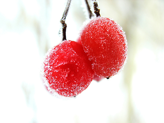 포토 JPG 해외이미지 식물 계절 공원 열매 겨울 꽃무늬 자연 아침 사람없음 빨간색 얼음 추위 안개 백발 흰색 시골 황무지 숲 묘사 오브젝트 생물학 서리 고드름 뿌연 해외포토 주간 자연요소 헤어스타일 공공시설 교육 꽃 컬러 무늬 날씨 생태계 파일형식 이미지허브