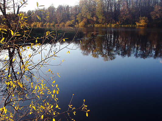 포토 JPG 해외이미지 나무 자연 하늘 사람없음 목재 물 강 어둠 숲 해외포토 자연요소 식물 재료 생태계 파일형식 이미지허브