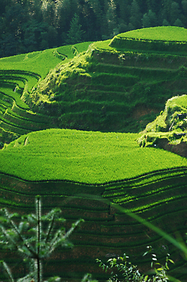 포토 JPG 해외이미지 잎 밭 그림자 사람없음 초록색 농작물 햇빛 중국 언덕 밭일 해외포토 식물 아시아 컬러 농업 태양 파일형식 이미지허브