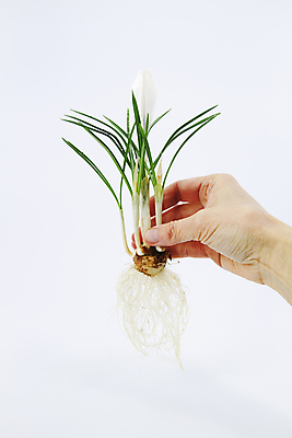 포토 JPG 해외이미지 식물 1 손 계절 전구 자연 새로움 사람없음 새싹 봄 성장 벚꽃 흰색 신선 순수 싱글 흰배경 순환 뿌리 부활 환영 내추럴 해외포토 꽃 컬러 백그라운드 컨셉 모션 신체부위 생태계 파일형식 이미지허브