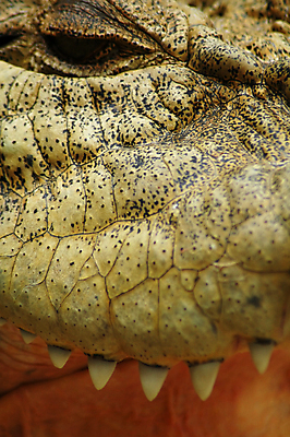 포토 JPG 해외이미지 공원 야생동물 자연 동물원 사람없음 물 머리 호주 치아 위험 먹기 기아 피부 사냥 악어 사냥꾼 예약 소금물 전국 해외포토 자연요소 동물 직업 공공시설 컨셉 파충류 모션 신체부위 소화기관 오세아니아 사회이슈 생태계 파일형식 이미지허브