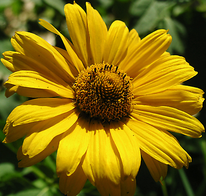포토 JPG 해외이미지 식물 계절 공원 꽃잎 꽃 잎 꽃무늬 자연 사람없음 초록색 여름 햇빛 태양 노란색 정원 벚꽃 달 시골 황무지 전기에너지 오브젝트 원예 데이지 꽃가루 꽃수술 필라멘트 해외포토 자연요소 공공시설 컬러 무늬 취미 에너지 가루 생태계 파일형식 이미지허브