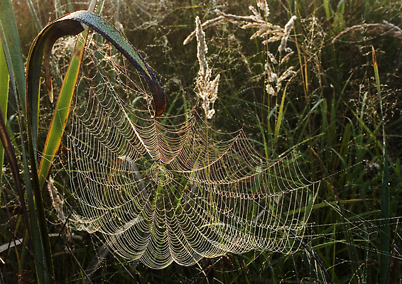 포토 JPG 해외이미지 나무 자연 아침 날씨 사람없음 컬러풀 햇빛 어둠 추위 안개 물방울 농촌 이슬 신비 거미줄 카피스페이스 해외포토 주간 식물 컬러 컨셉 태양 공백 시골 생태계 파일형식 이미지허브