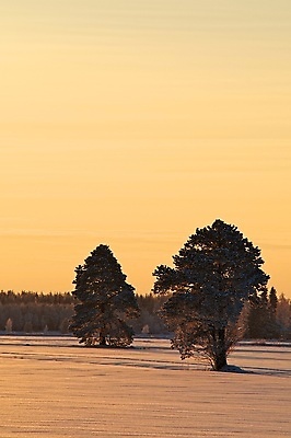 포토 JPG 해외이미지 나무 겨울 하늘 사람없음 태양 노란색 얼음 일몰 서리 반투명 해외포토 자연요소 식물 계절 컬러 노을 파일형식 이미지허브