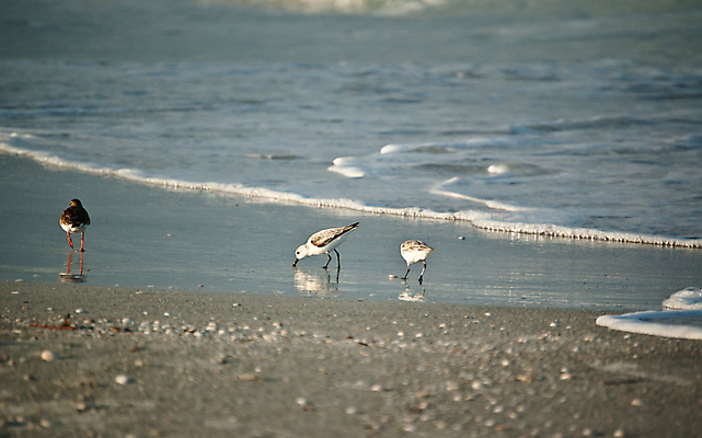 포토 JPG 해외이미지 동물 야생동물 모래 파도 자연 조류 아침 사람없음 야외 가로 물 컬러풀 달리기 사진촬영 껍질 물새 수유 플로리다 해외포토 주간 자연요소 바다 컬러 모션 촬영 미국 생태계 파일형식 이미지허브