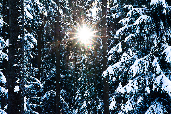 포토 JPG 해외이미지 나무 구름 계절 공원 지구 여행 백그라운드 컨셉 크리스마스 겨울 자연 하늘 아침 날씨 산 그림자 풍경 사람없음 야외 목재 빛 컬러풀 햇빛 태양 뷰티 환경 맑음 얼음 검은색 추위 가을 흰색 나뭇가지 신선 숲 서리 정사각형 장면 내추럴 눈내림 해외포토 주간 자연요소 도형 식물 공공시설 기념일 컬러 재료 눈_날씨 생태계 파일형식 이미지허브