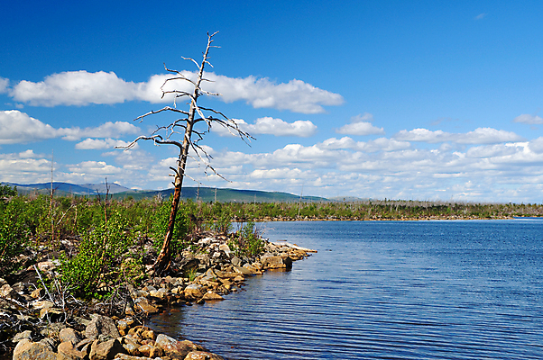 포토 JPG 해외이미지 나무 식물 구름 호수 자연 건조 풍경 사람없음 목재 물 여름 환경 죽음 오염 숲 언덕 부식 생태학 옛날 잔물결 해외포토 자연요소 계절 교육 물결 재료 생태계 파일형식 이미지허브