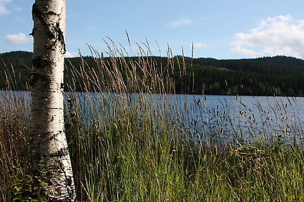 포토 JPG 해외이미지 나무 식물 계절 호수 줄기 자연 하늘 바람 날씨 휴식 사람없음 야외 목재 초록색 물 파란색 강 평화 환경 맑음 화목 침묵 시골 신선 만 플랫 숲 순수 자작나무 잔물결 수평선 해외포토 자연요소 물결 컬러 컨셉 재료 소리 생태계 파일형식 이미지허브