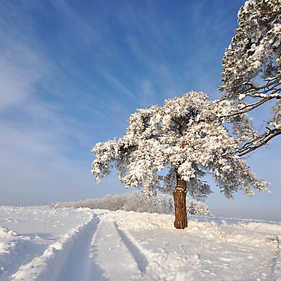 포토 JPG 해외이미지 나무 구름 계절 도로 백그라운드 크리스마스 겨울 밭 자연 하늘 휴가 풍경 사람없음 야외 초록색 물 파란색 빛 태양 뷰티 얼음 추위 흰색 소나무 숲 시원함 12월 서리 장면 1월 내추럴 눈내림 해외포토 자연요소 식물 기념일 길 컬러 농업 교통시설 눈_날씨 날짜 생태계 파일형식 이미지허브