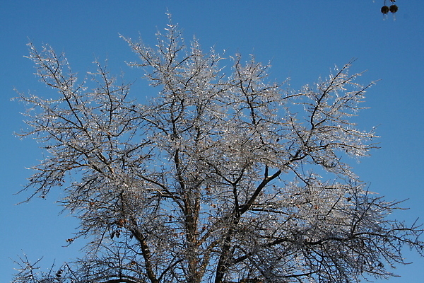 포토 JPG 해외이미지 나무 겨울 자연 하늘 사람없음 파란색 얼음 폭풍 해외포토 자연요소 식물 계절 컬러 날씨 생태계 파일형식 이미지허브
