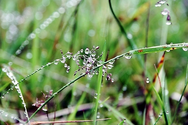 포토 JPG 해외이미지 식물 백그라운드 자연 아침 추상 잔디 사람없음 초록색 물 빛 반사 환경 봄 물방울 신선 닫기 떨어짐 보호 이슬 유기농 분무기 밀짚 내추럴 민물 해외포토 주간 자연요소 웰빙 계절 컬러 컨셉 무늬 모션 짚 생태계 파일형식 이미지허브