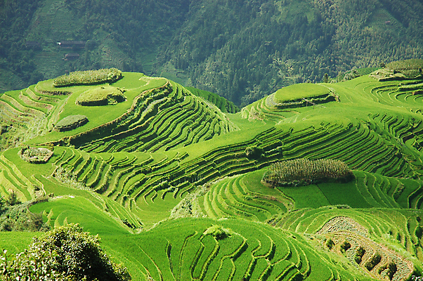 포토 JPG 해외이미지 잎 밭 그림자 사람없음 초록색 농작물 햇빛 중국 언덕 밭일 해외포토 식물 아시아 컬러 농업 태양 파일형식 이미지허브