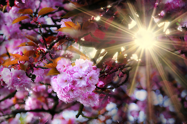 포토 JPG 해외이미지 나무 분홍색 과일 자연 사람없음 햇빛 태양 장미 정원 일본 봄 벚꽃 광선 체리 해외포토 자연요소 식물 계절 꽃 아시아 컬러 생태계 파일형식 이미지허브